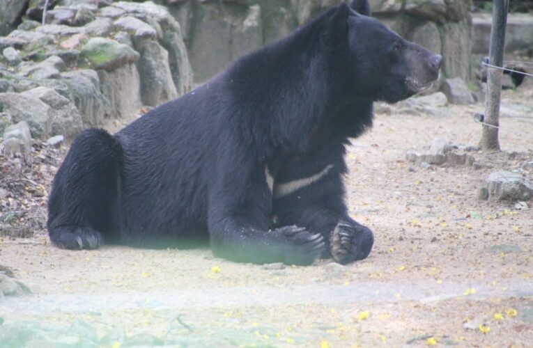 Sad demise of Black Bear Mohan